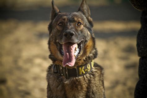 cachorro policial - cachorro bull terrier